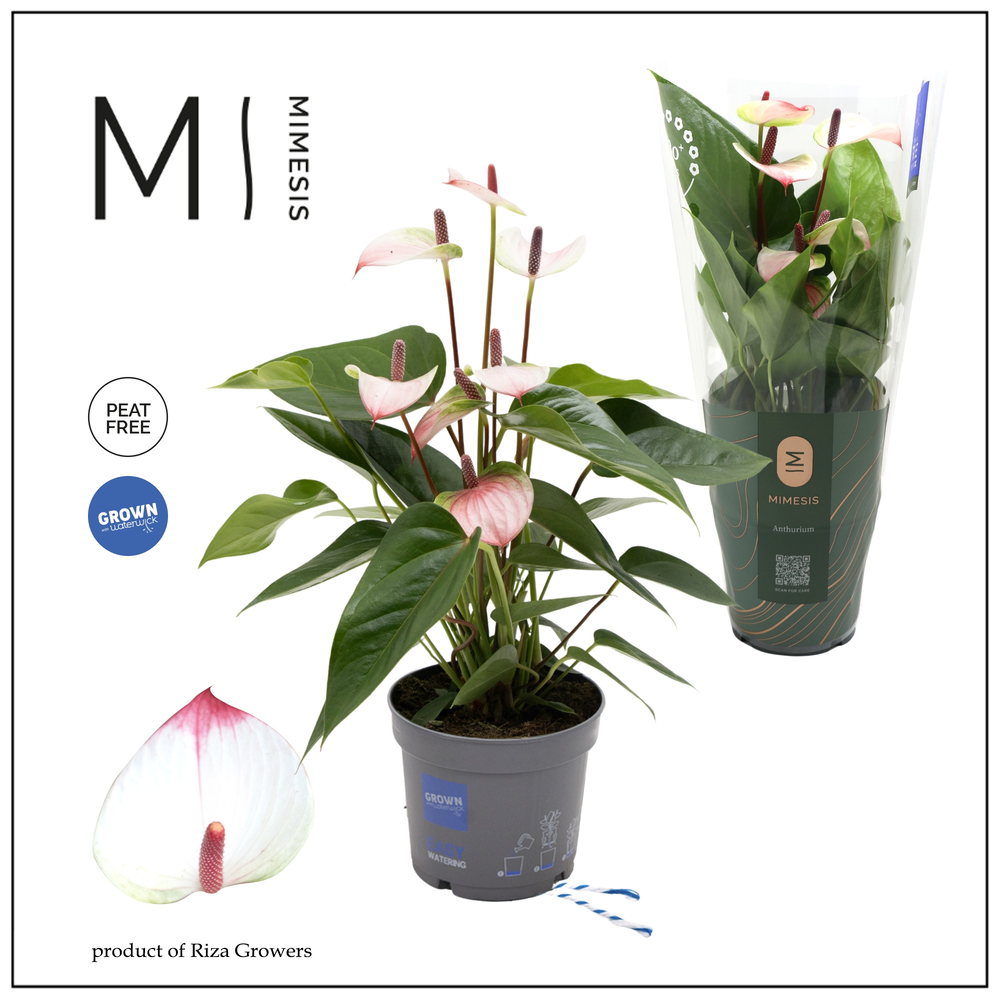 Mimesis Anthurium Karma Lipa Pink - 12 cm.