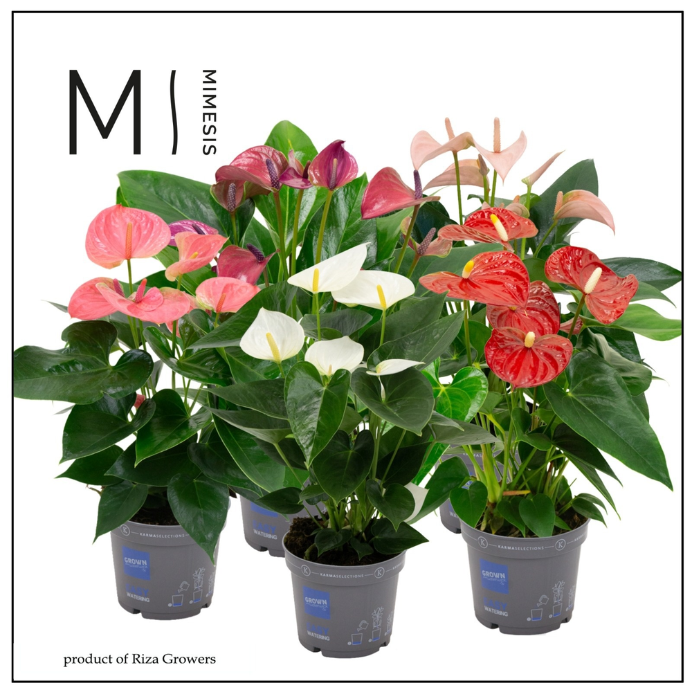 Mimesis Anthurium KARMA Allstar mix - 12 cm.