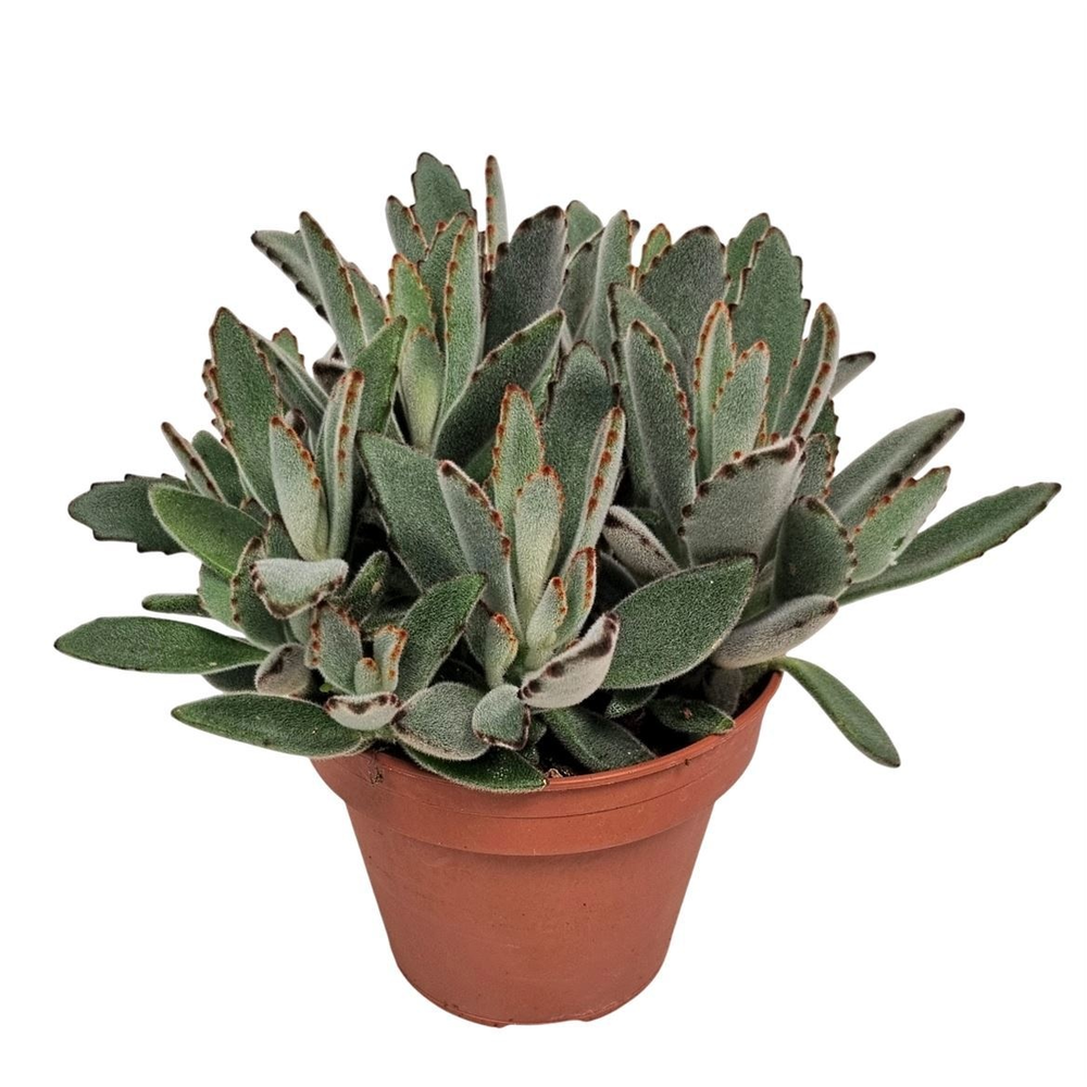 Kalanchoe Tomentosa - 1154.