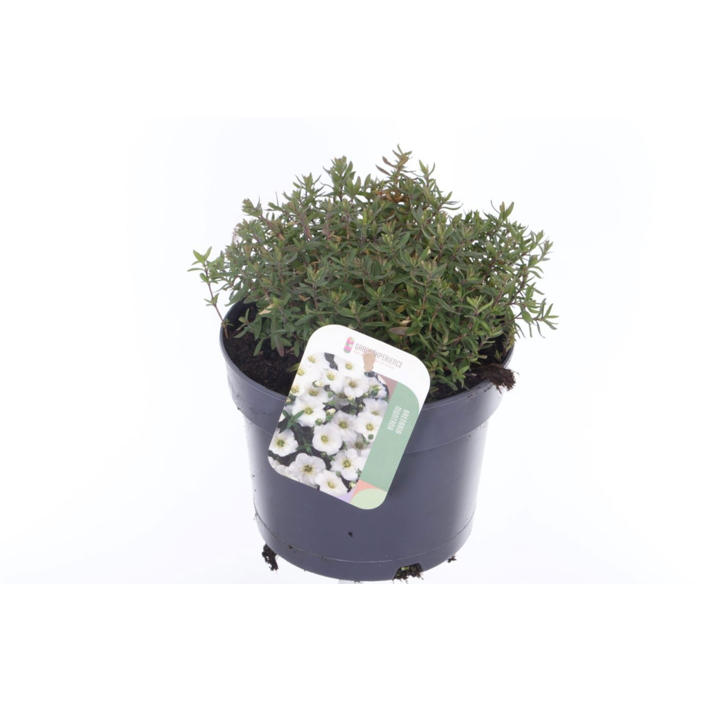 Arenaria montana Blizzard Compact.