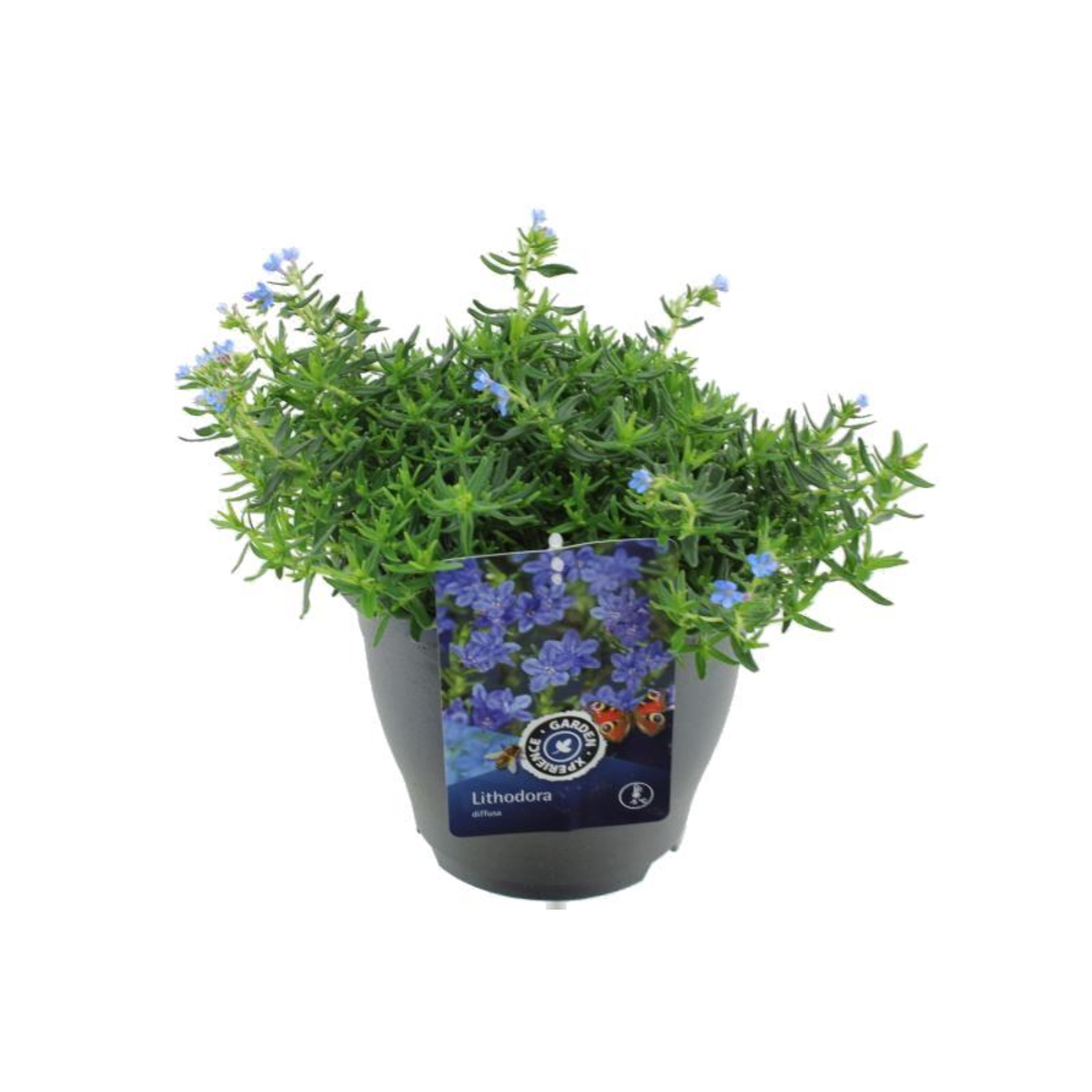 Lithodora diffusa Tidepool Sky Blue.