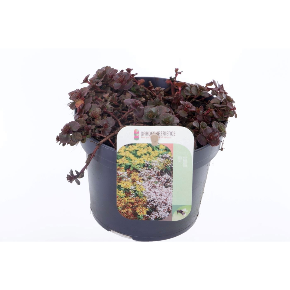 Sedum spurium Coccineum.