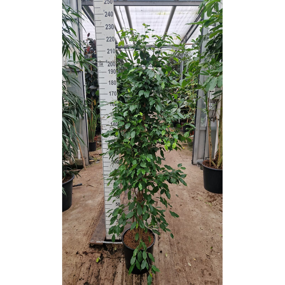 Ficus exotica piramide 210.