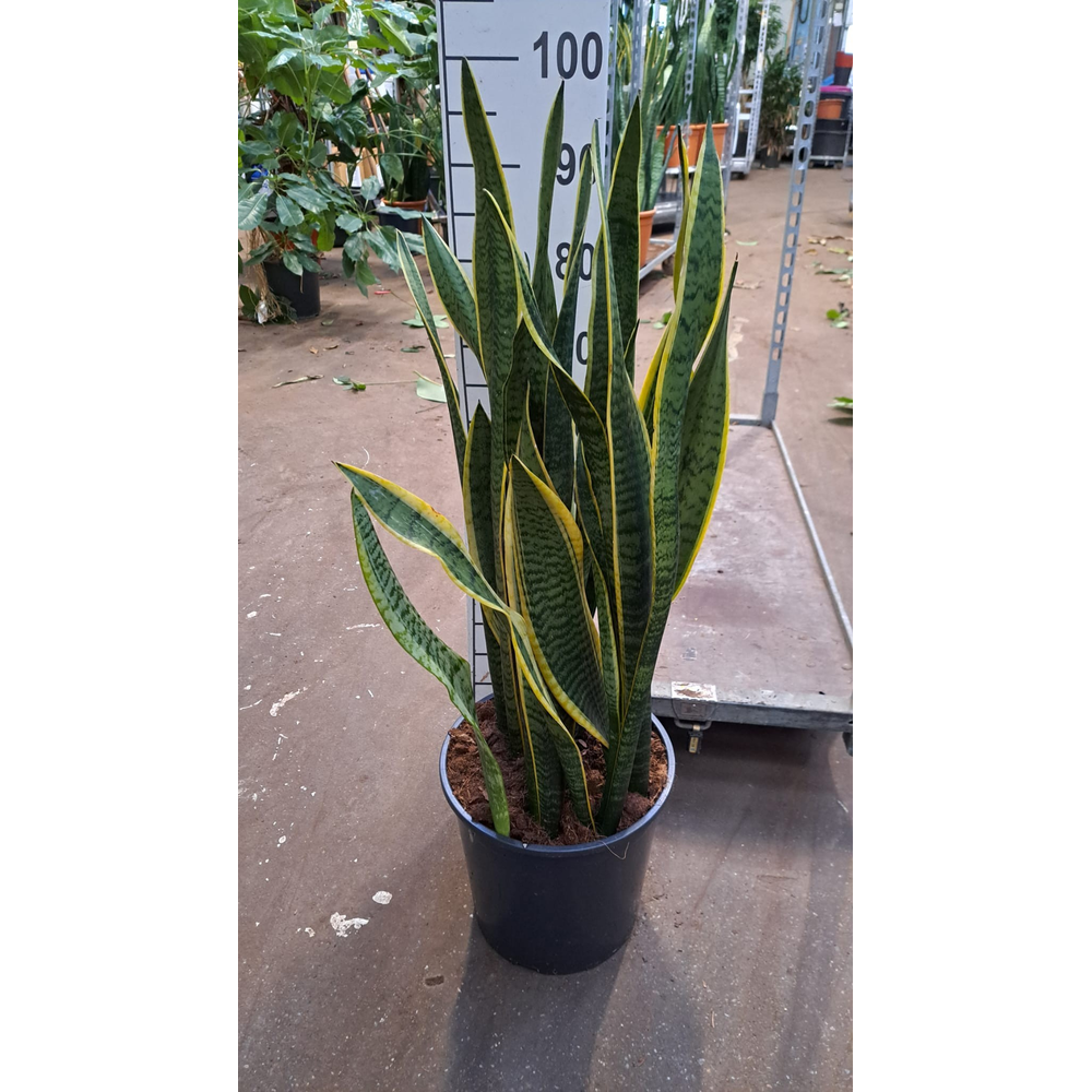 Sansev LAURENTII 110.