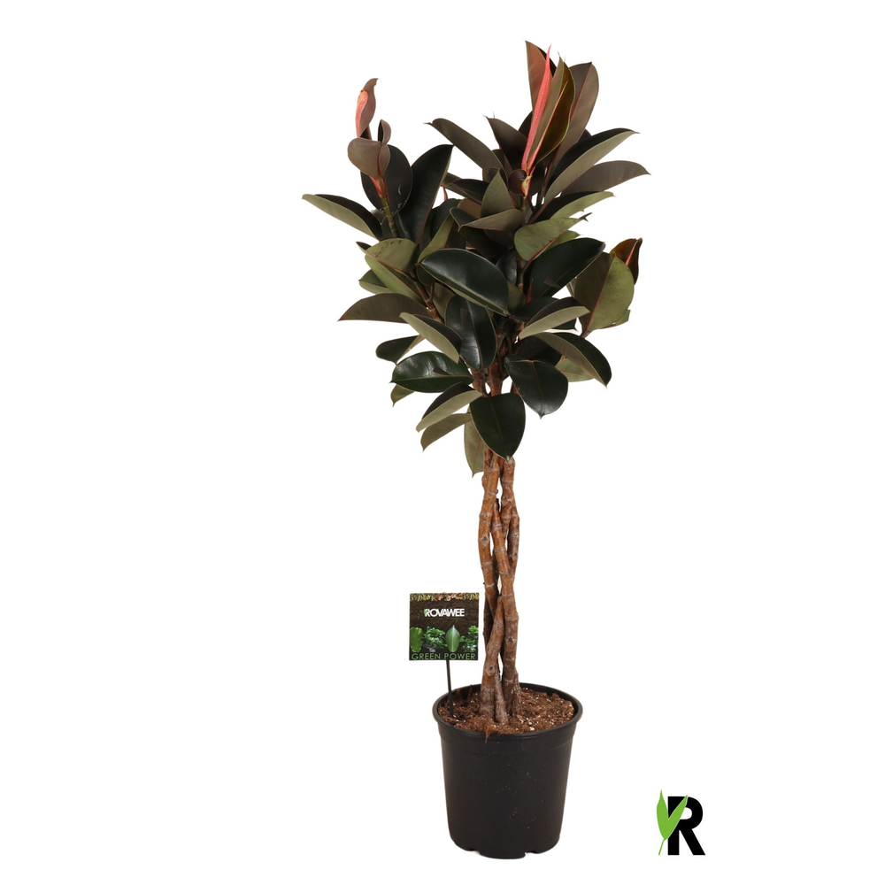 Ficus elastica Burgundy gevlochten stam.