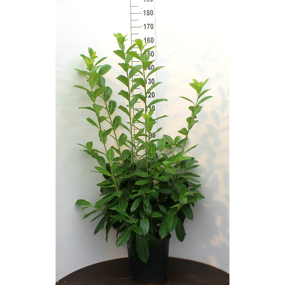 Prunus laurocerasus 'Novita'.