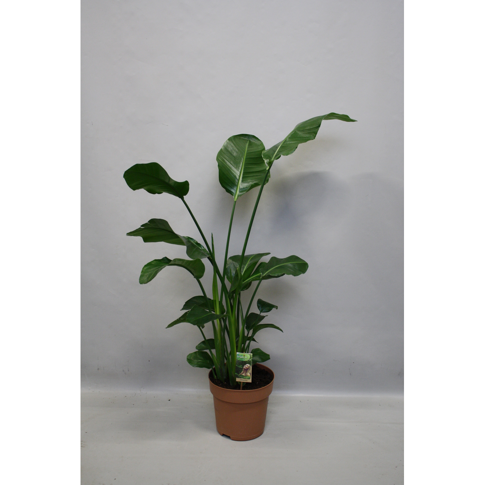 Strelitzia Nicolai p27 - hoogte 140-150.