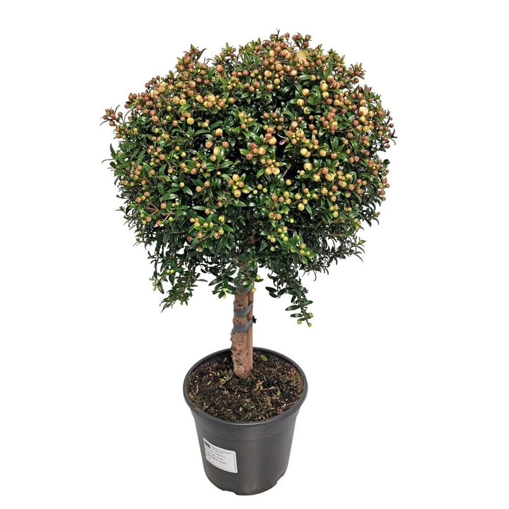 Myrtus Communis Stem - 1079.