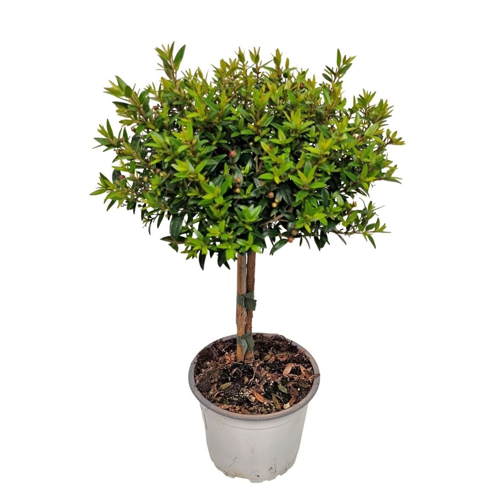 Myrtus Communis Stem.