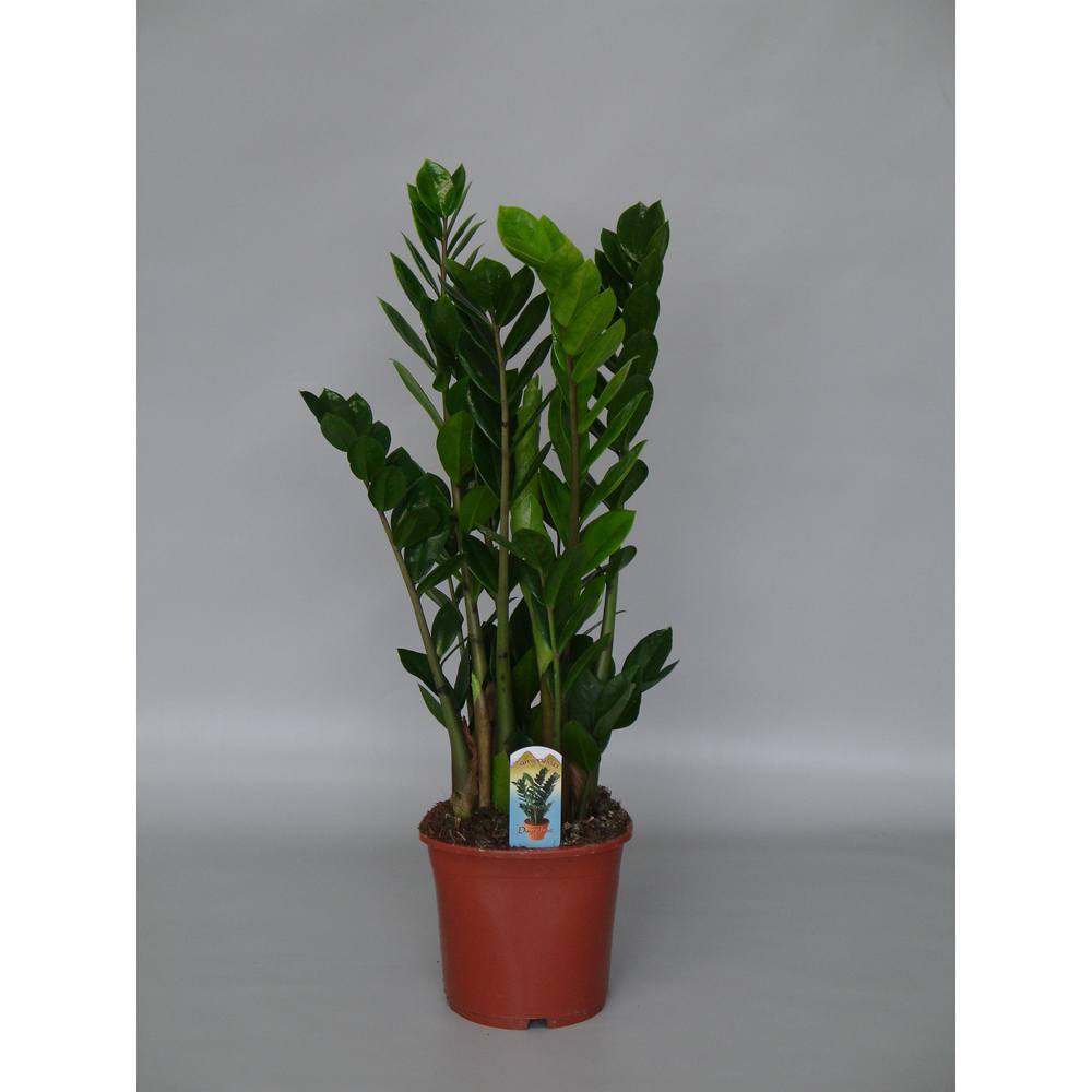 Zamioculcas 17 cm compact, 5+ veren.