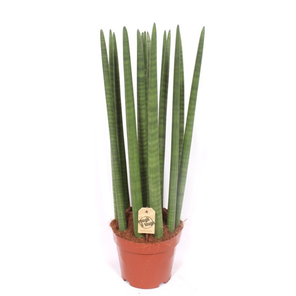 Sansevieria Straight.