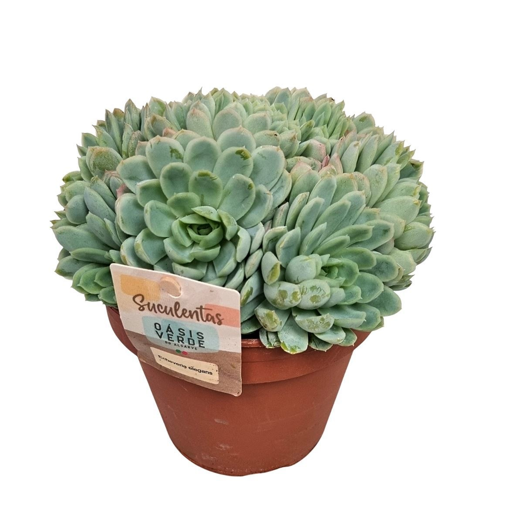 Echeveria Elegans - 1154.