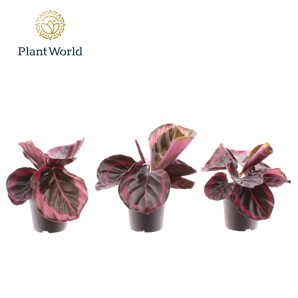 Calathea Princess Jesse 7 cm.