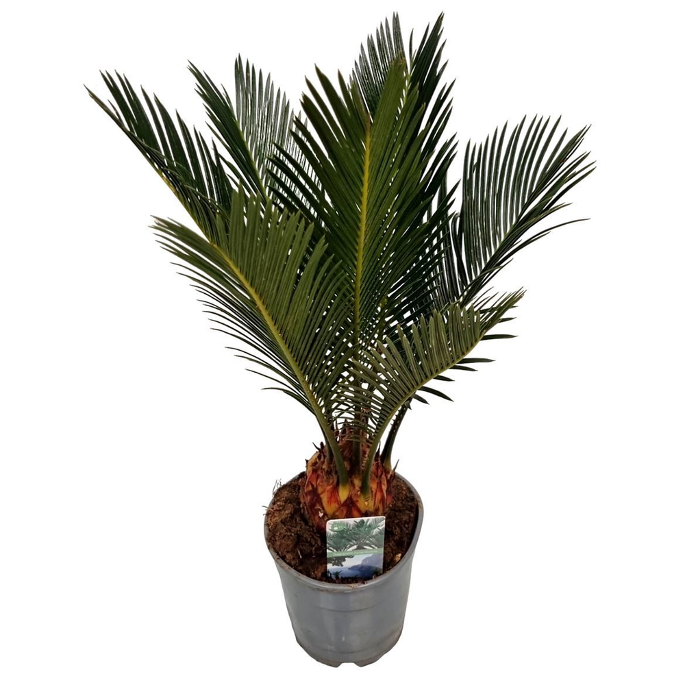 Cycas Revoluta 6+ Blad.