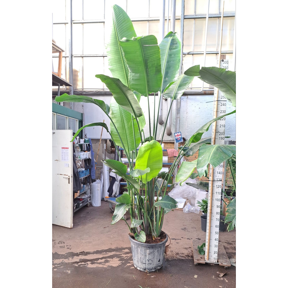 Strelitzia Nicolai 300.