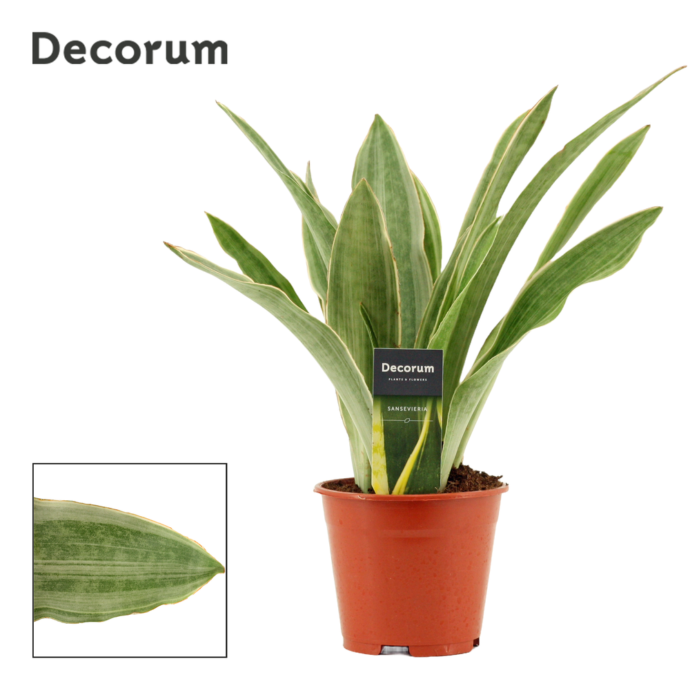 Sansevieria Aubrytiana Sayuri 14 cm (Decorum).