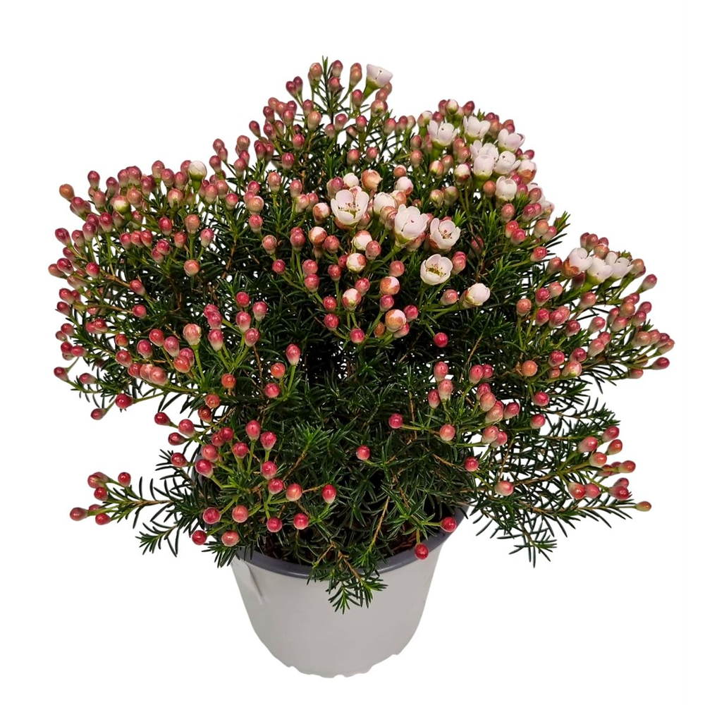 Waxflower Maya Bush.