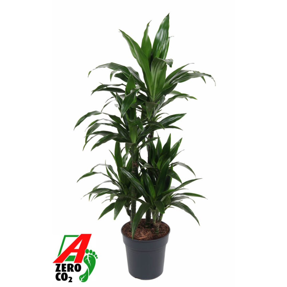 Dracaena Janet Craig 60-carrousel.