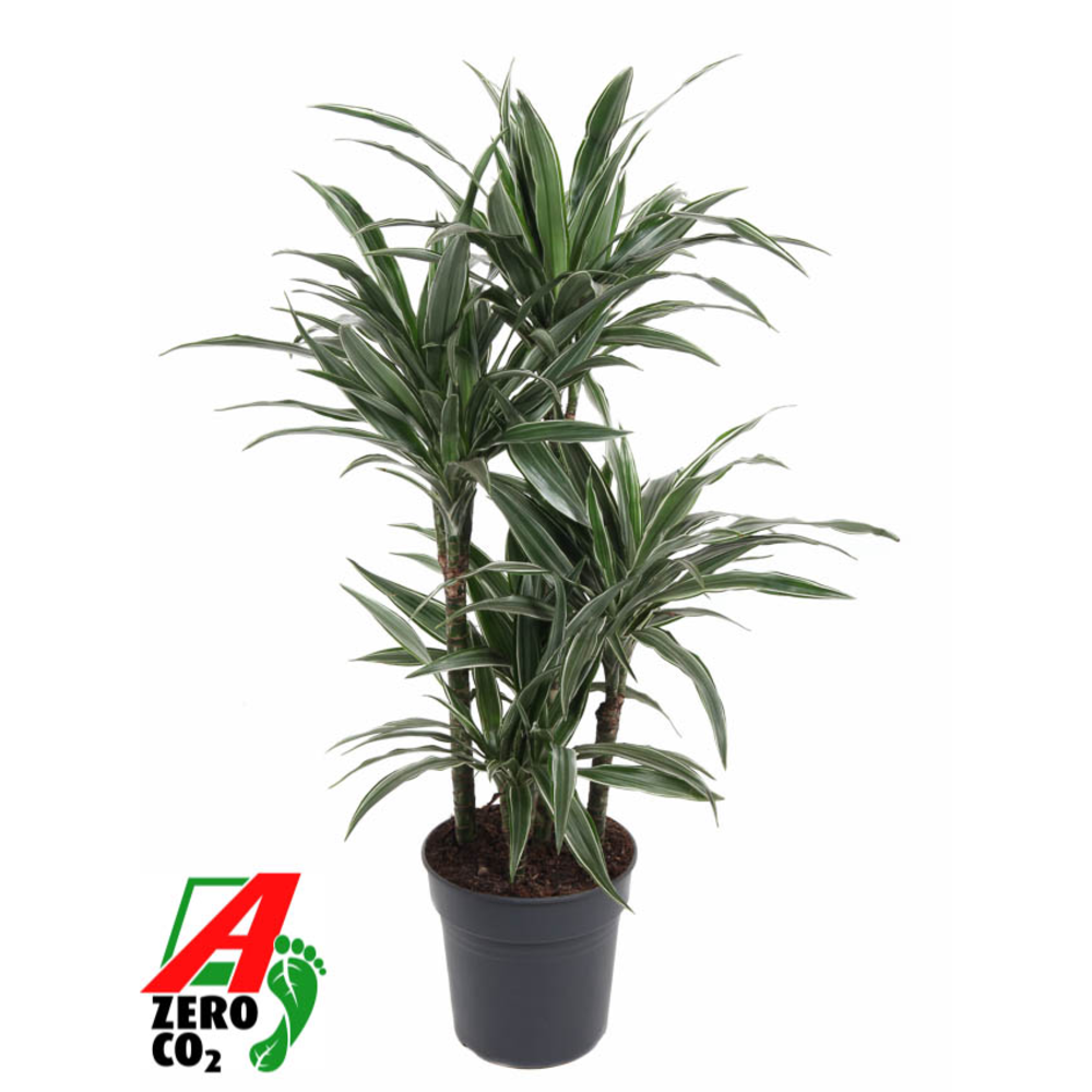 Dracaena Warneckei 60-carrousel.
