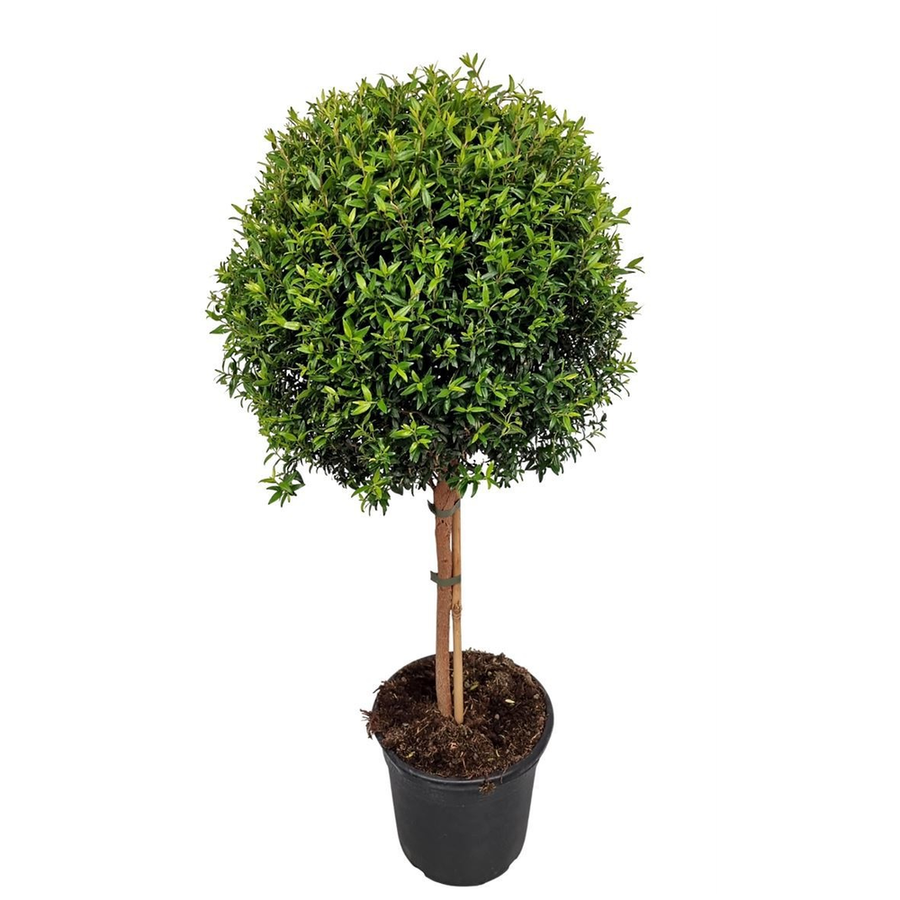 Myrtus Communis Stem.