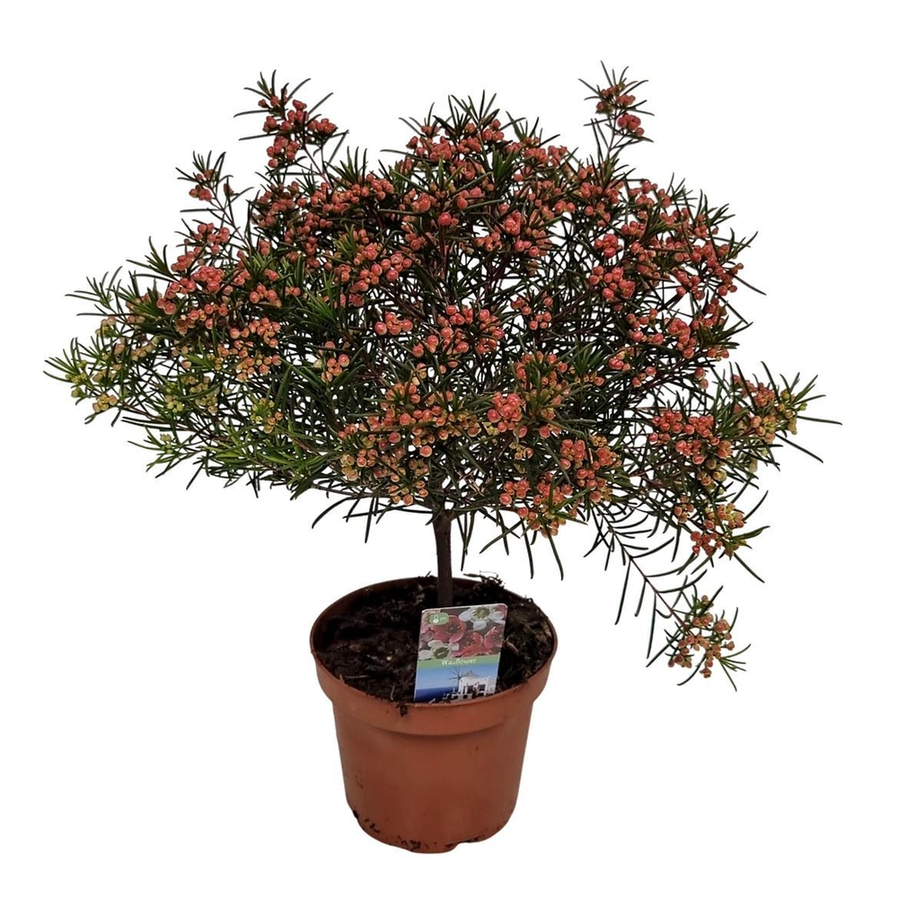 Waxflower Violet Purple South Stem.