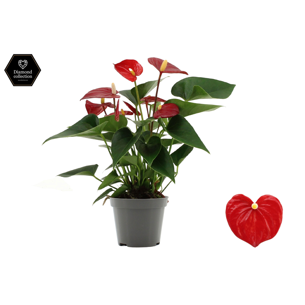 Anthurium Micra in transparant sleeve.