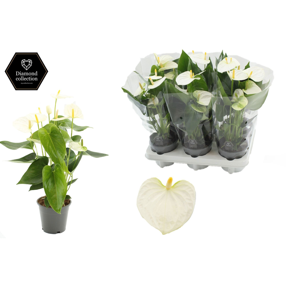 Anthurium Cocos in transparant sleeve.