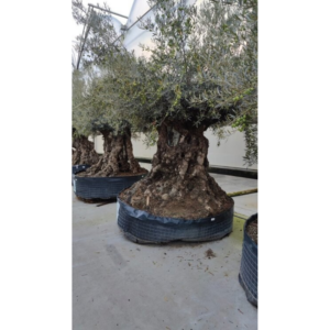 olea europaea.