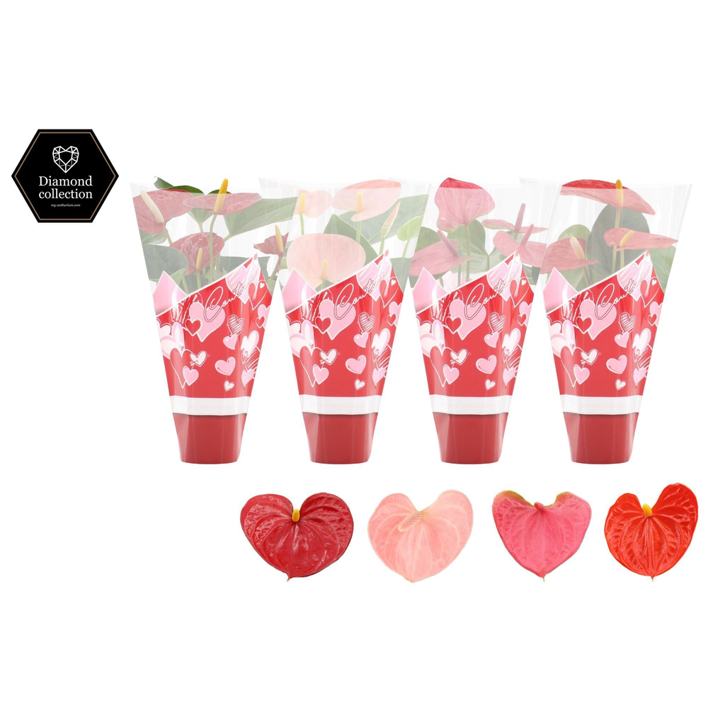 Anthurium 4 color mix in Couture hearts sleeve.