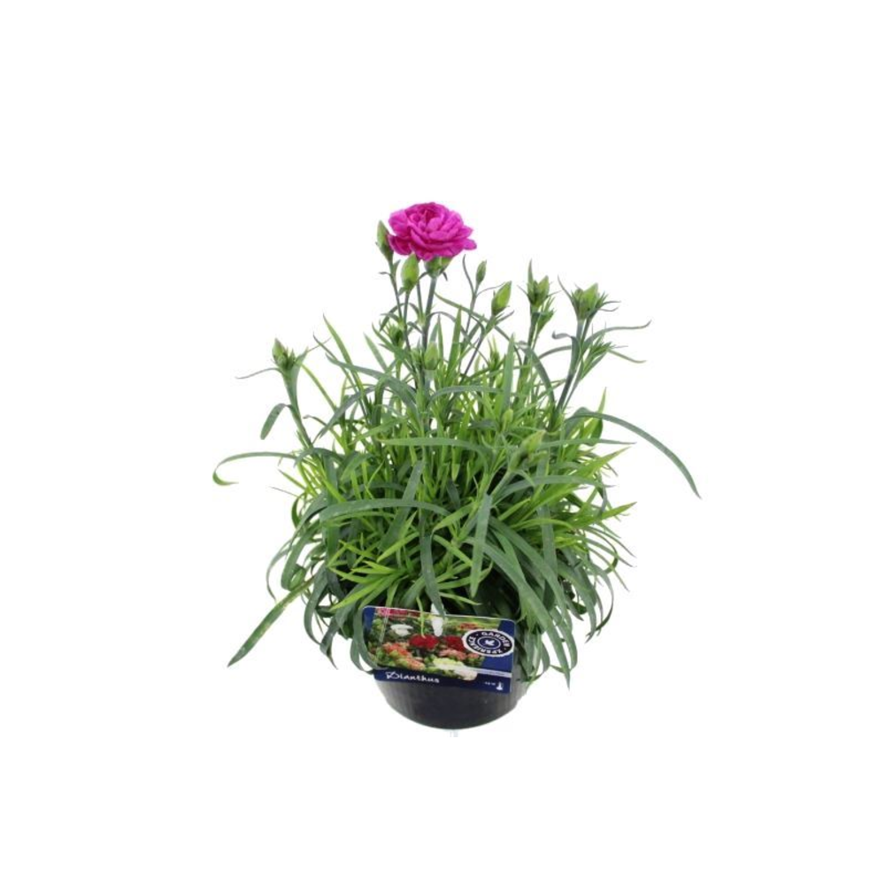 Dianthus caryophyllus Gaudi.