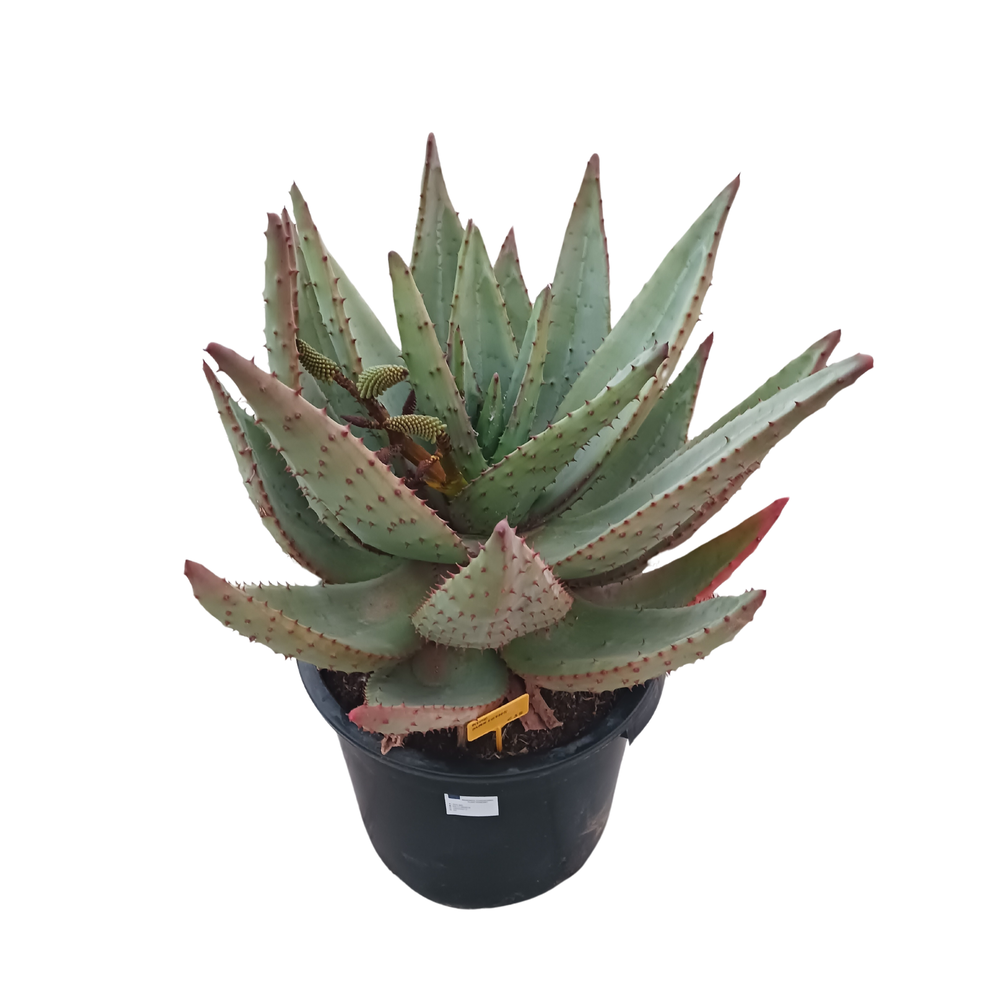 Aloë marlothii 35 cm.