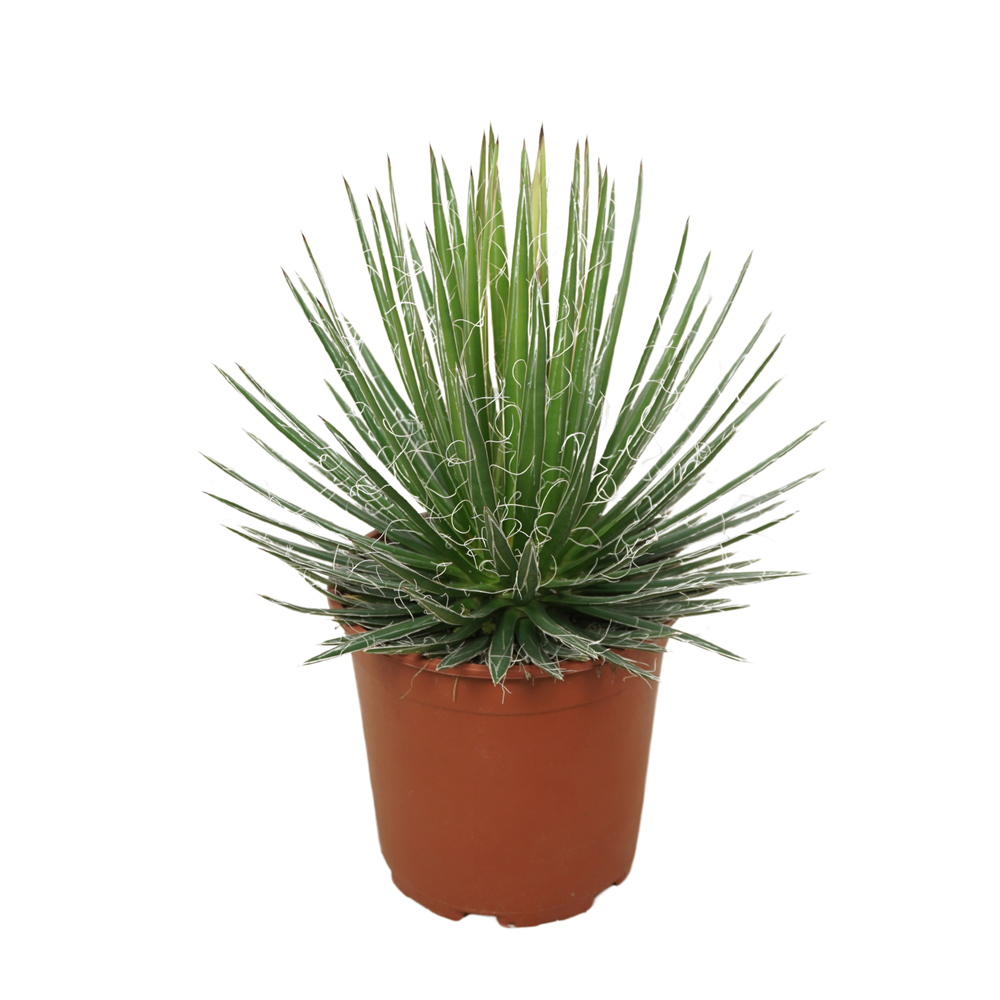 Agave filifera 21 cm.
