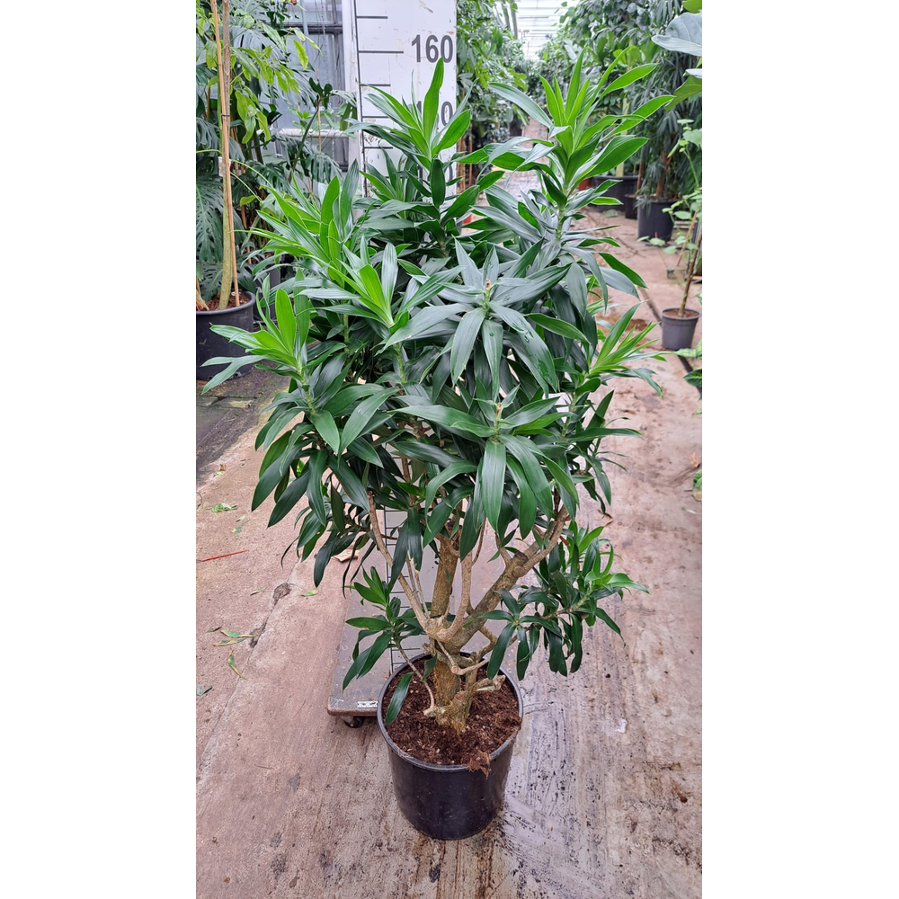 Dracaena Reflexa Pleomele 150.