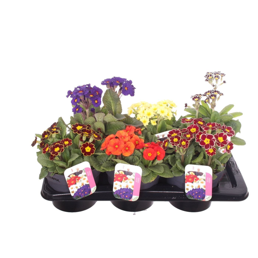 Primula elatior mix.