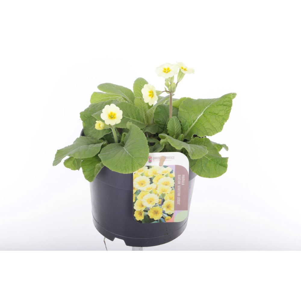 Primula elatior Veristar Yellow.
