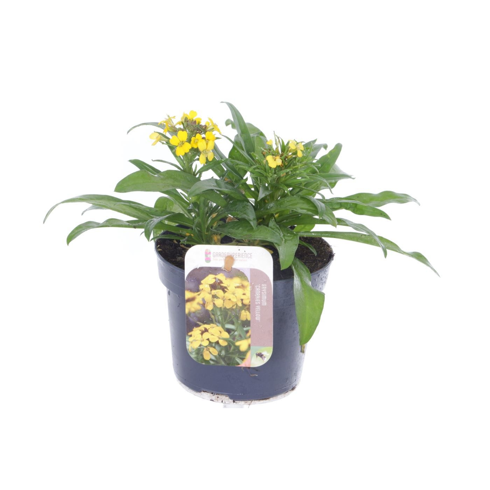 Erysimum Canaries Yellow.