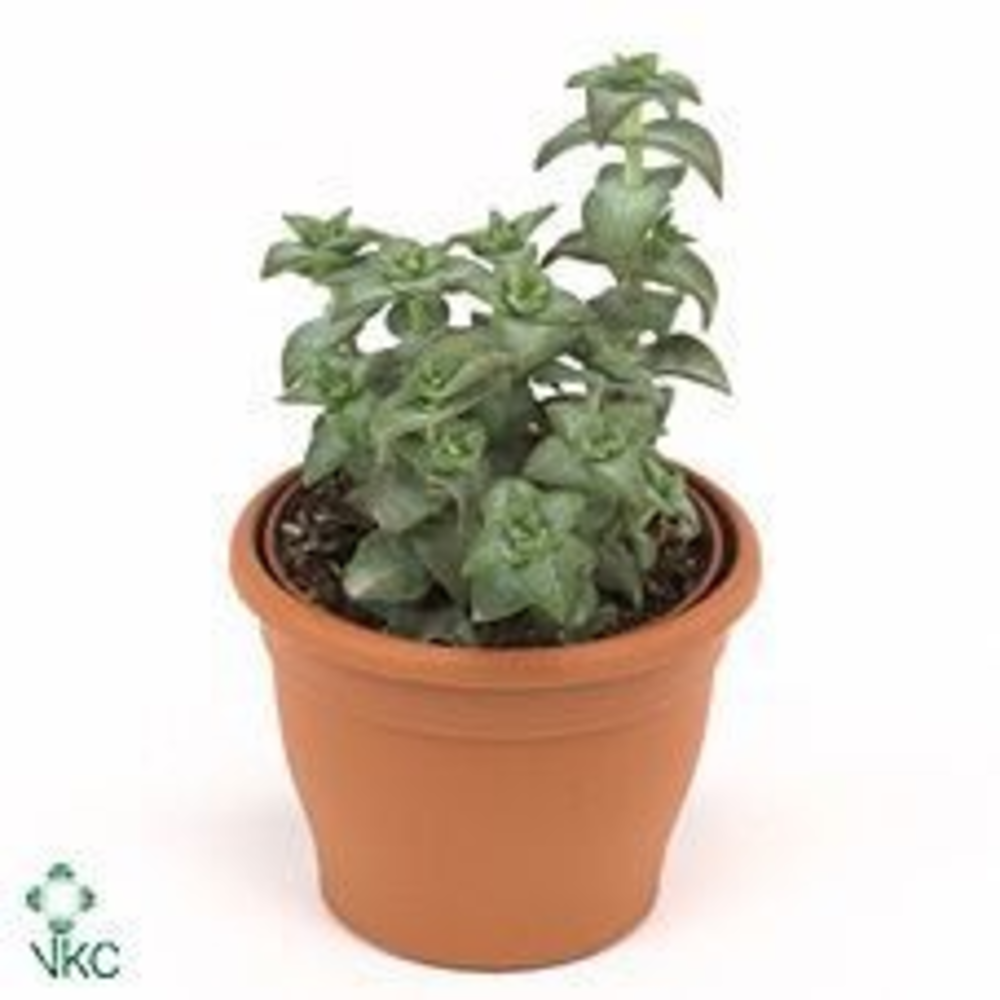 Crassula perforata pagoda 8,5 cm.