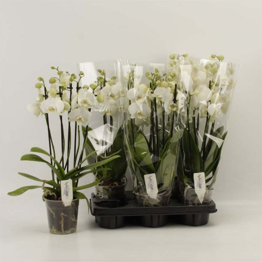 Phalaenopsis overig wit 5 Tak Wit Shorty.
