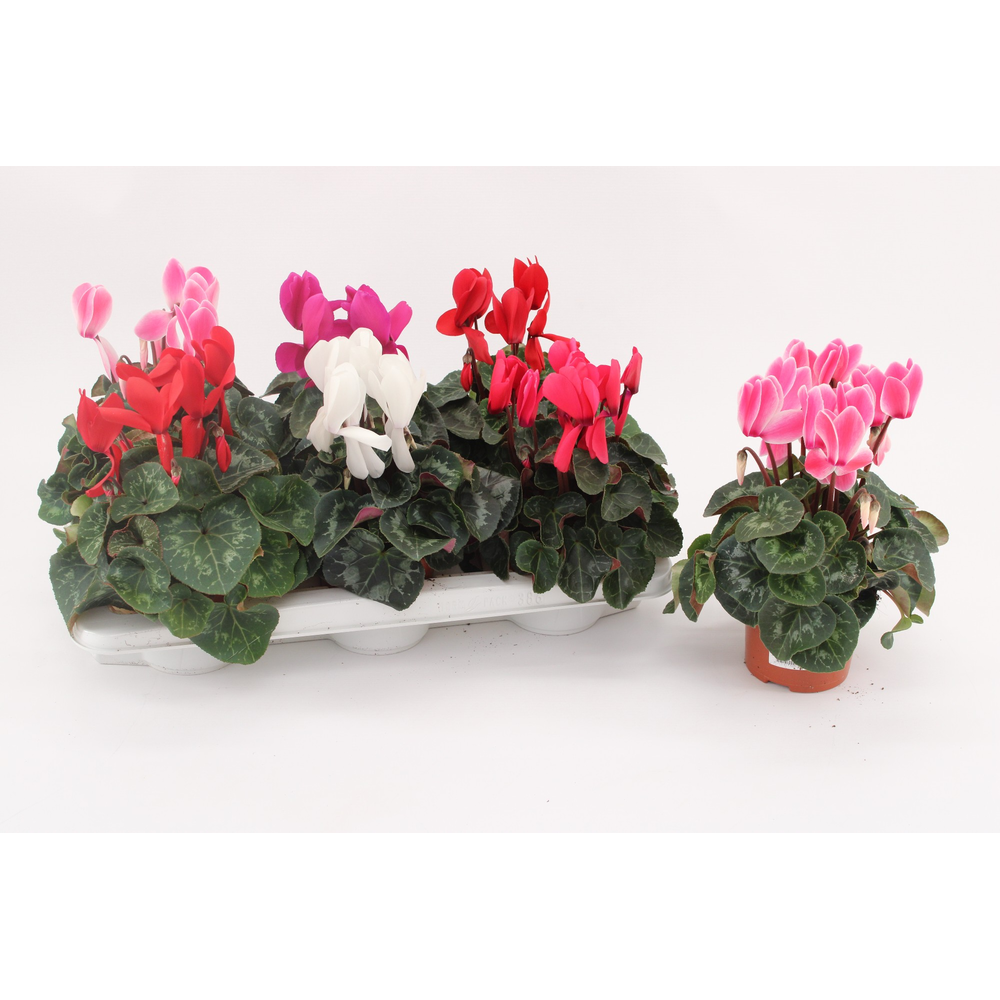 Cyclaam Super Serie Vintro Mix.