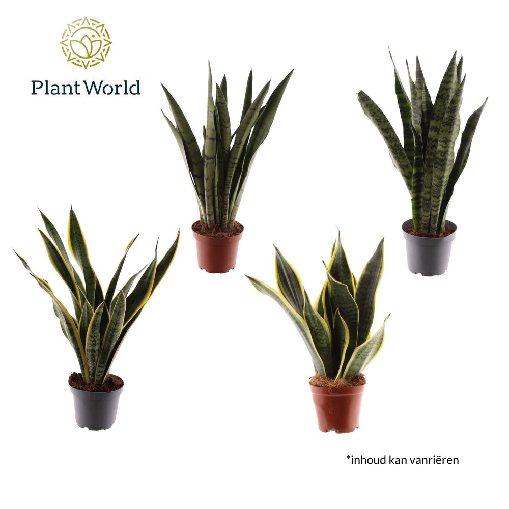 Sansevieria breedbladige mix (Decorum).