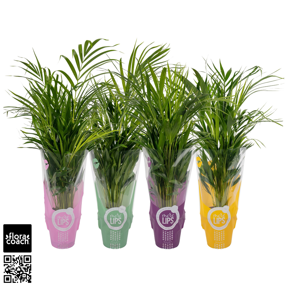 Morelips® Dypsis Lutescens P19cm - H90cm in ShowHo.