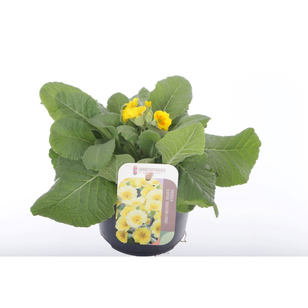 Primula elatior Veristar Late Yellow Gold Orange.