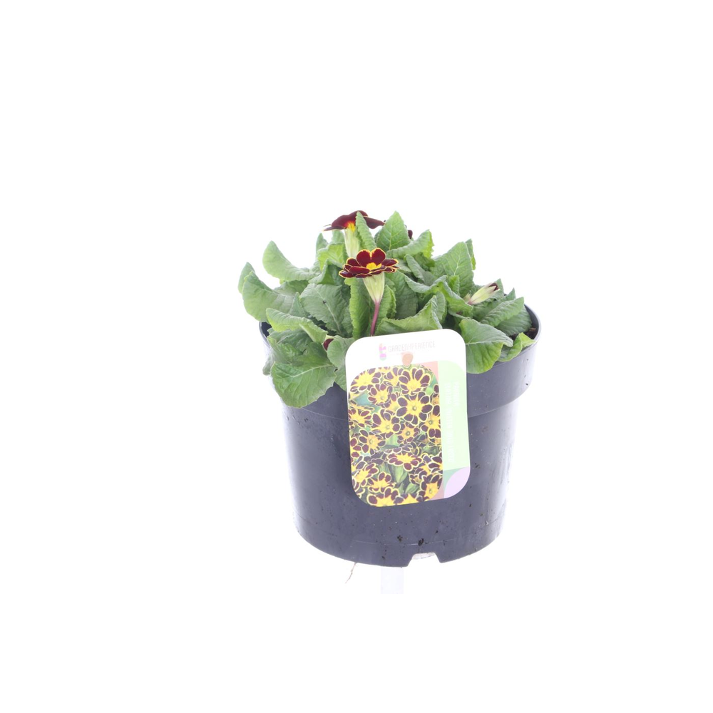 Primula elatior Veristar Bordeau Laced.