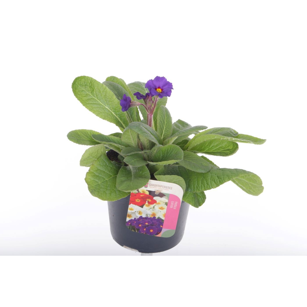 Primula elatior Veristar Late Blue.