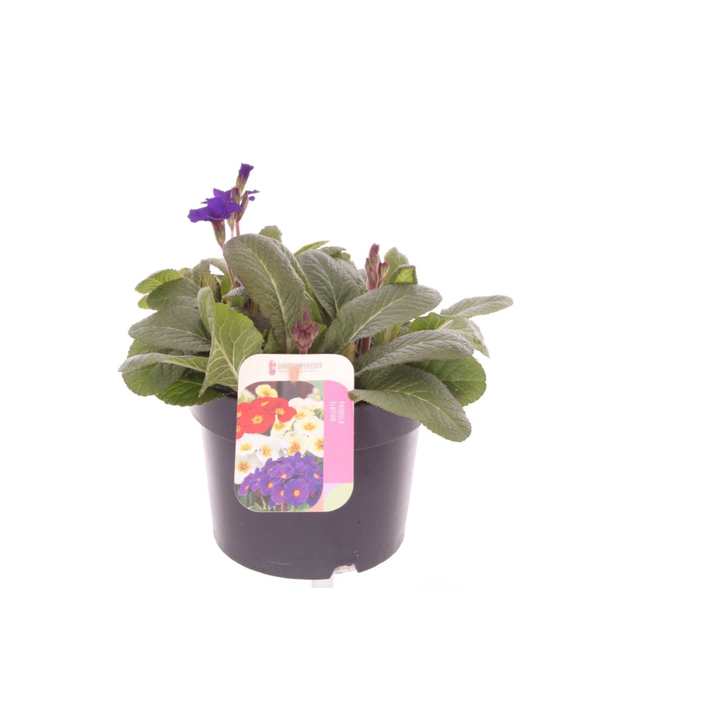 Primula elatior Veristar Late Blue.