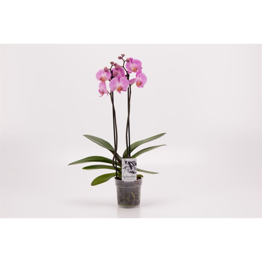 Phalaenopsis roze 2 Tak Roze.