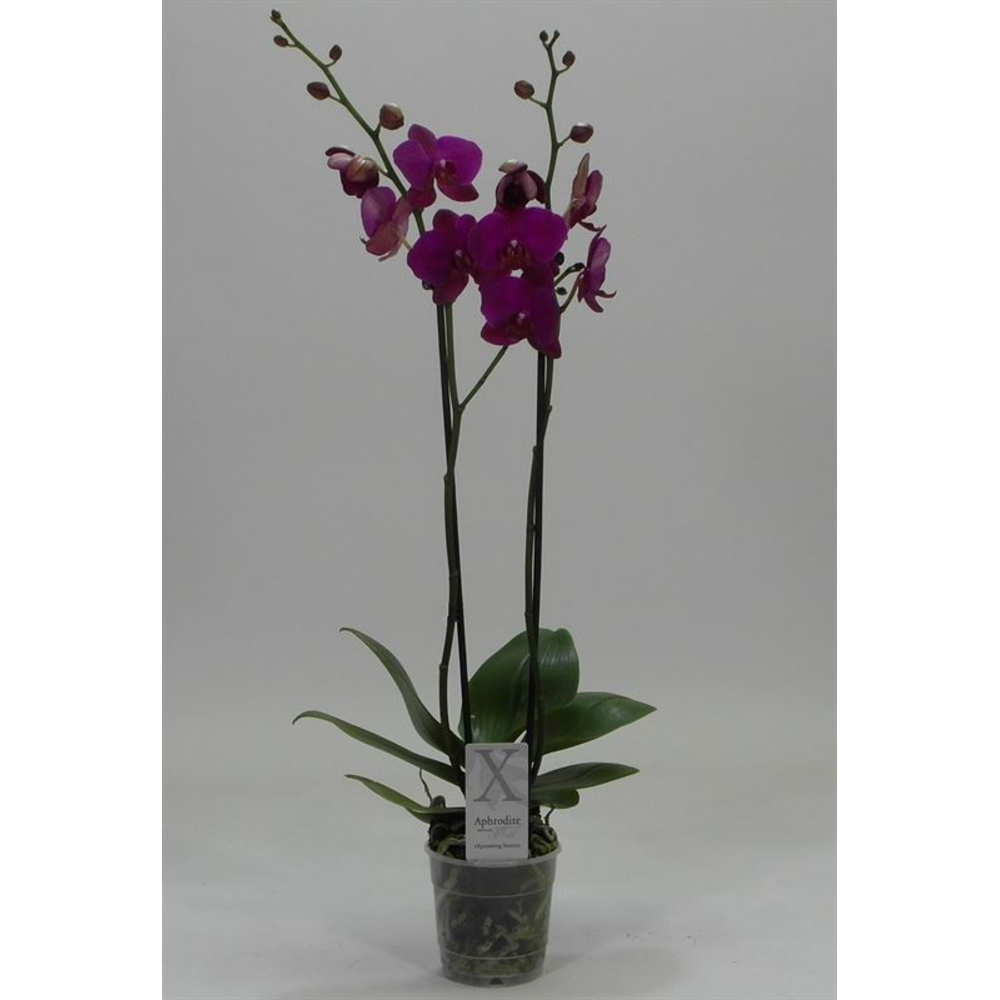 Phalaenopsis overig paars 2 Tak Paars.