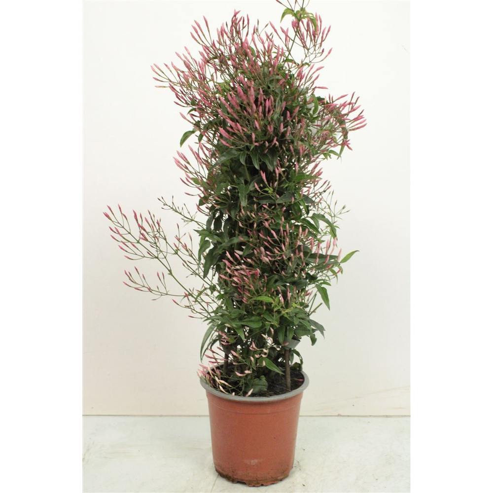 Jasminum Polyanthum Pyramid - 1154.