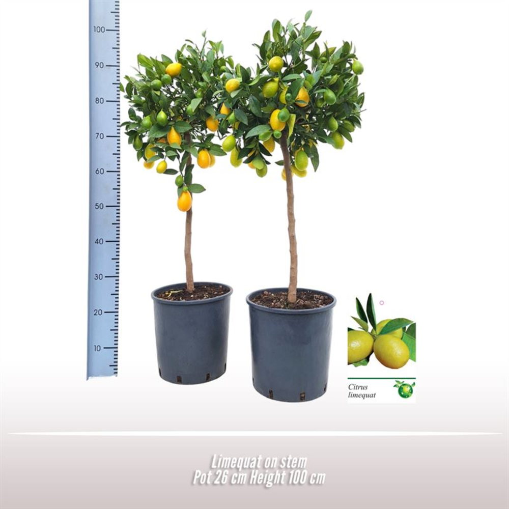 Limequat op stam.