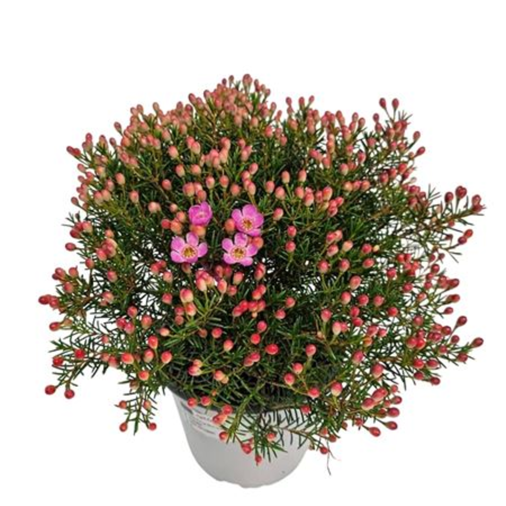 Waxflower Purple Fem Bush.